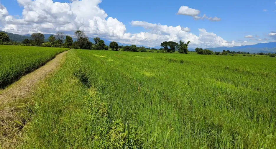 For sale land in Mae Ai, Chiang Mai