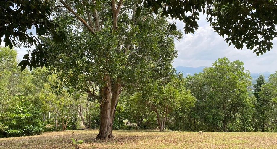 ขาย ที่ดิน ใน เมืองภูเก็ต, ภูเก็ต
