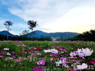 出售 土地 在 Ban Khai, Rayong