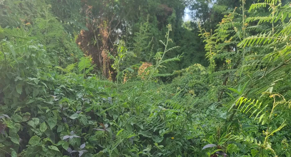 For sale land in Mueang Ubon Ratchathani, Ubon Ratchathani