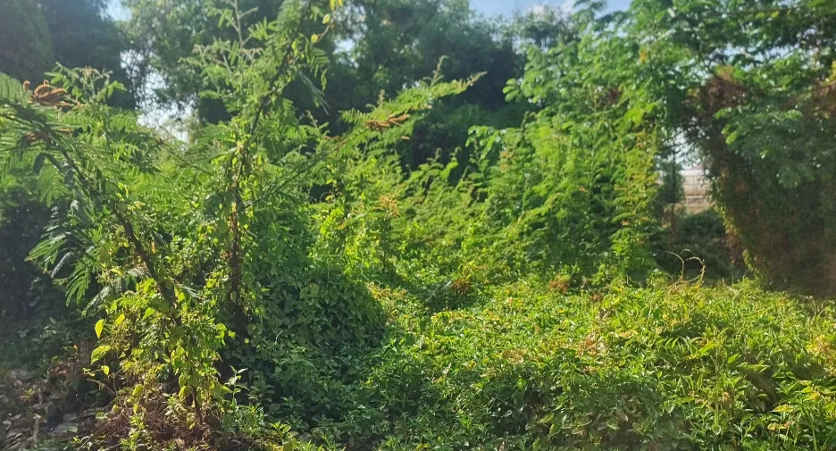 For sale land in Mueang Ubon Ratchathani, Ubon Ratchathani