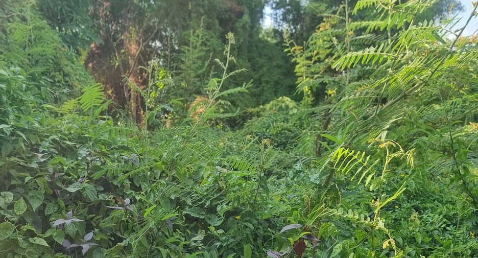 For sale land in Mueang Ubon Ratchathani, Ubon Ratchathani