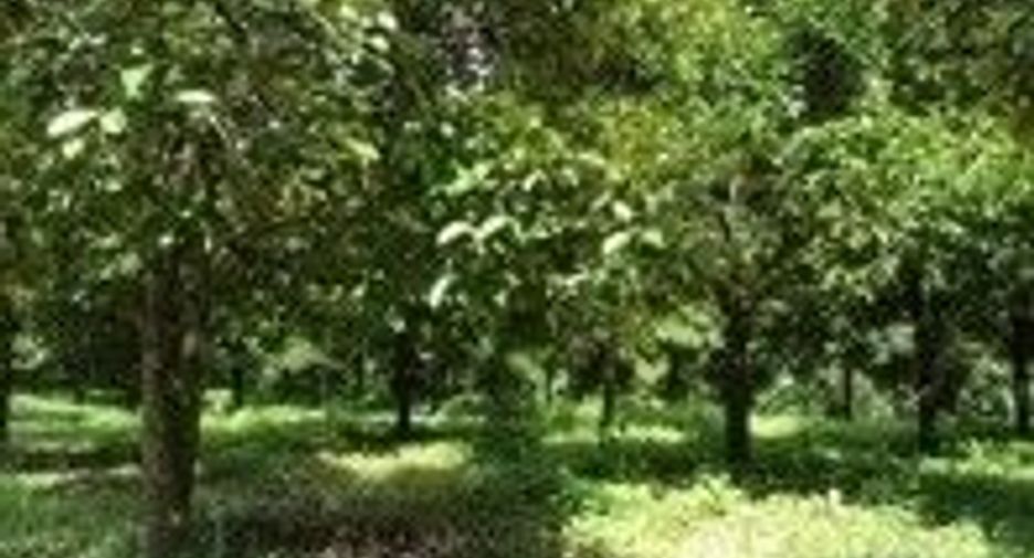 For sale land in La-un, Ranong
