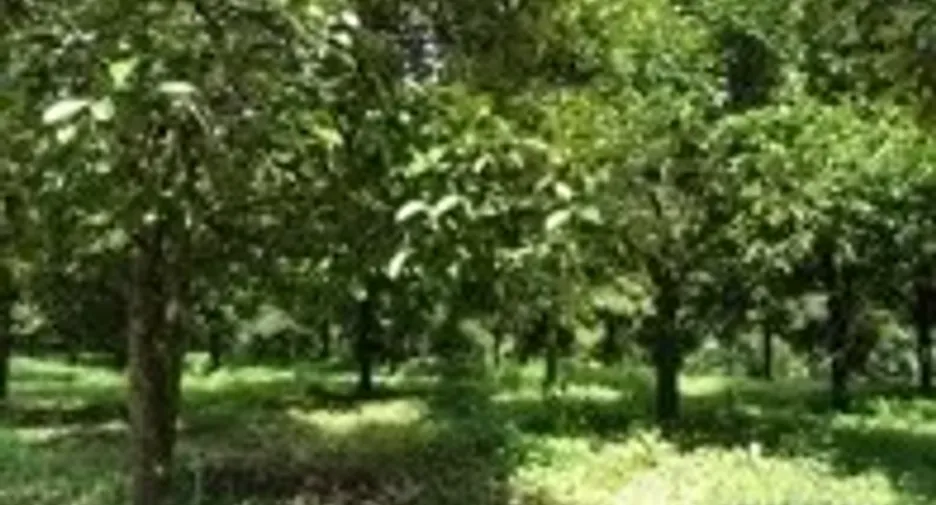 ขาย ที่ดิน ใน ละอุ่น, ระนอง