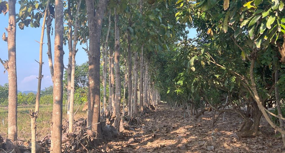 For sale land in Phrao, Chiang Mai