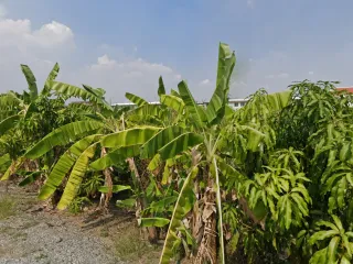 Продажа Участок в Bang Phli, Самутпракан