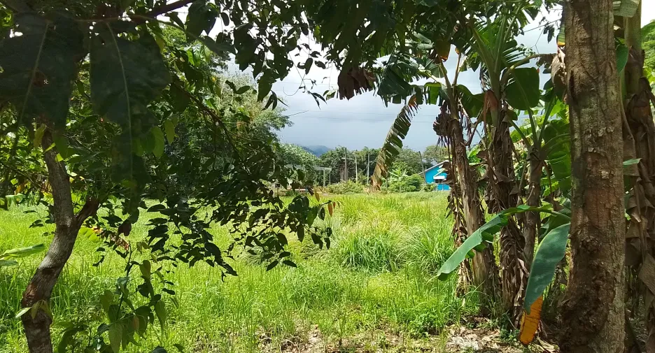 ขาย ที่ดิน ใน ถลาง, ภูเก็ต