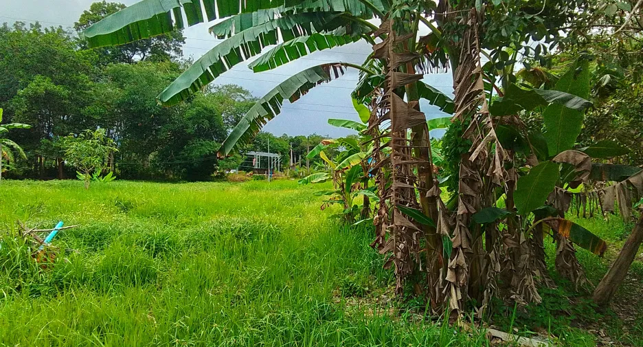 ขาย ที่ดิน ใน ถลาง, ภูเก็ต