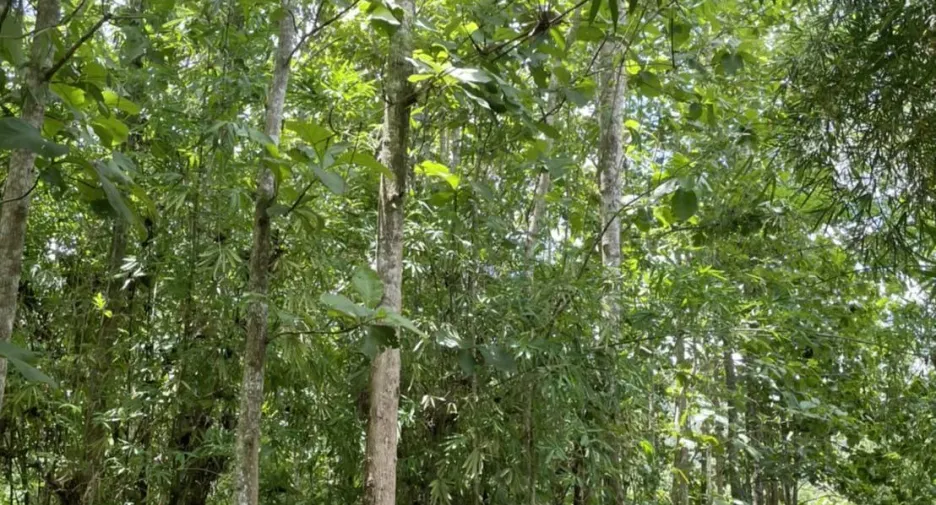 For sale land in Thung Chang, Nan