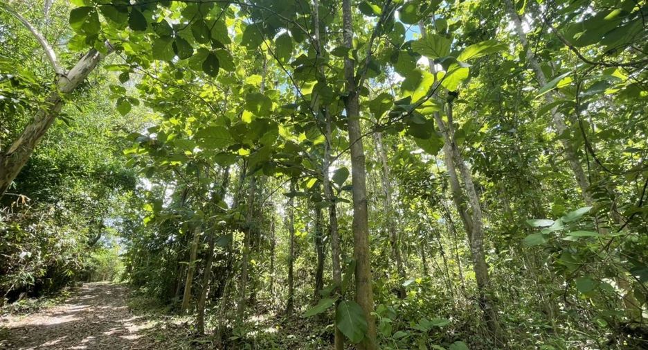 For sale land in Thung Chang, Nan