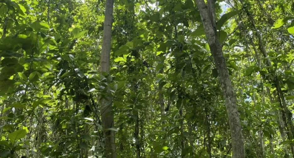 For sale land in Thung Chang, Nan