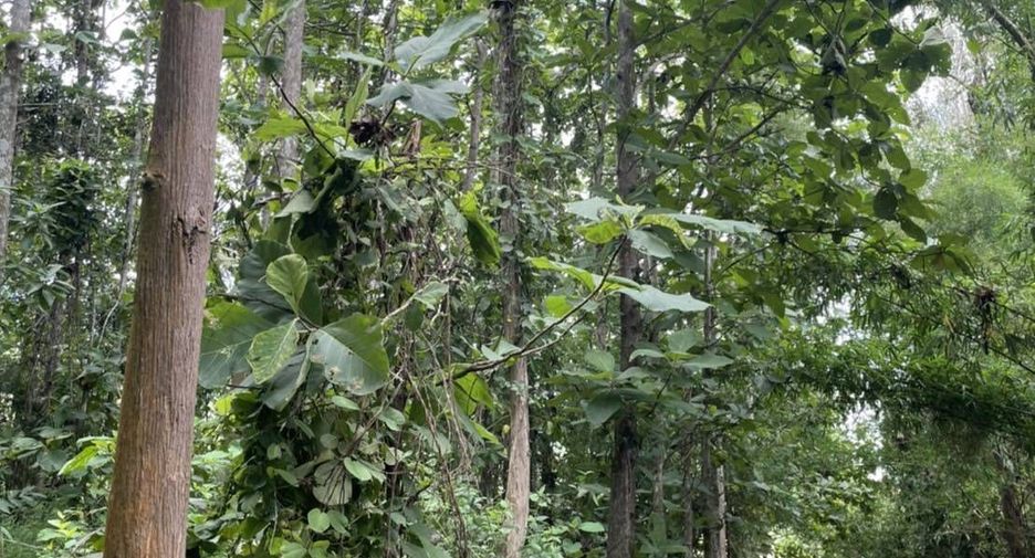 For sale land in Thung Chang, Nan