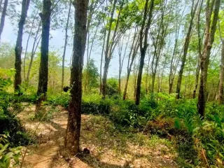 For sale land in Thalang, Phuket