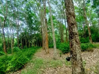 For sale land in Thalang, Phuket