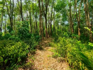 For sale land in Thalang, Phuket