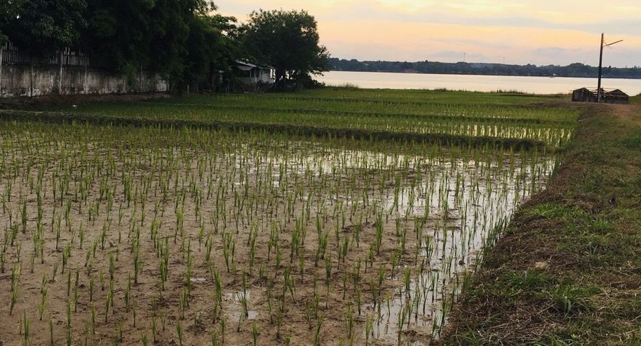 Продажа Участок в Bueng Khong Long, Bueng Kan