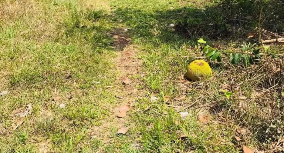 For sale land in Phon Sawan, Nakhon Phanom