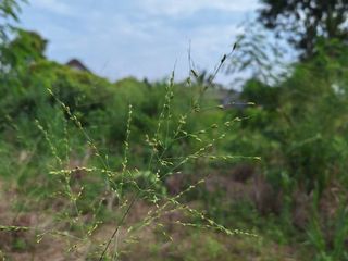 For sale land in Mueang Phuket, Phuket