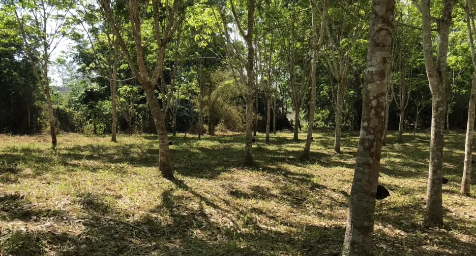 ขาย ที่ดิน ใน ทองผาภูมิ, กาญจนบุรี