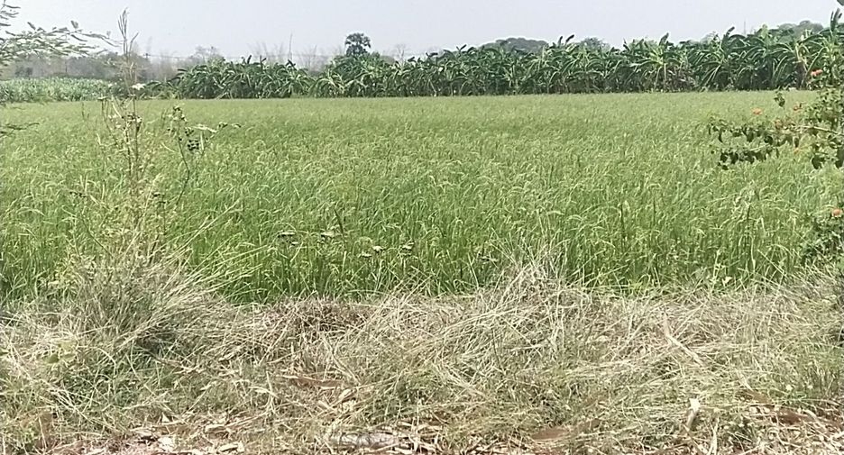 Grundstück zum Kauf in Kamphaeng Saen, Nakhon Pathom