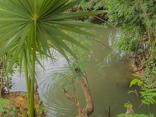 Terreno en venta en Kamphaeng Saen, Nakhon Pathom