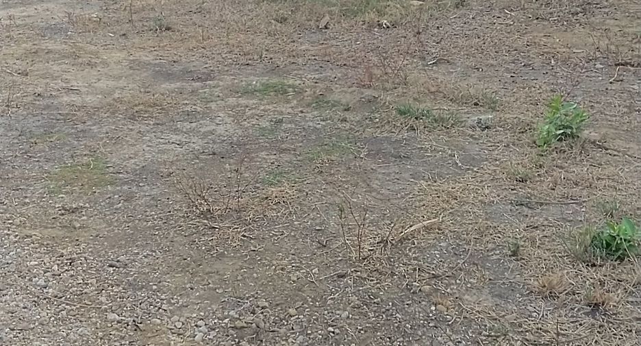 Grundstück zum Kauf in Kamphaeng Saen, Nakhon Pathom