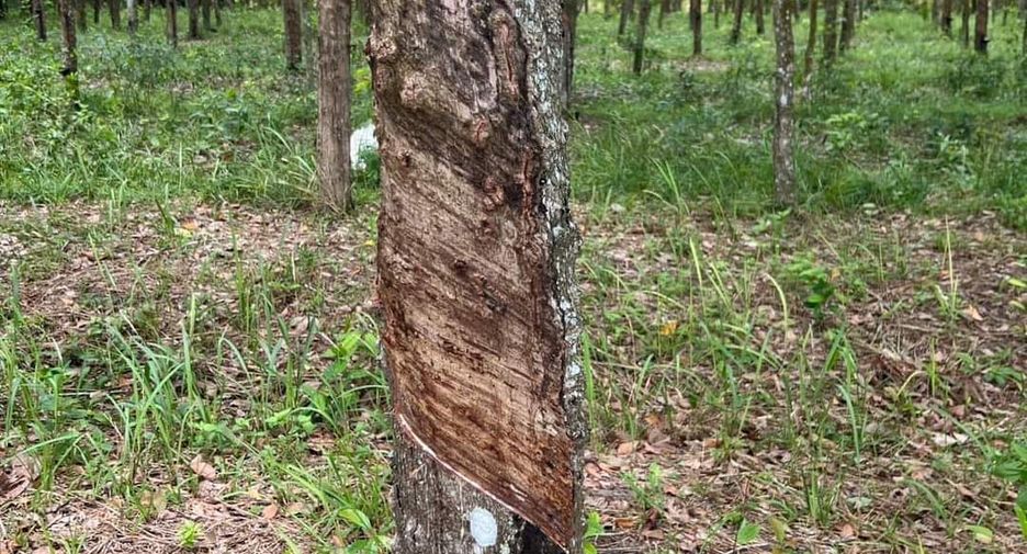 Grundstück zum Kauf in Ron Phibun, Nakhon Si Thammarat