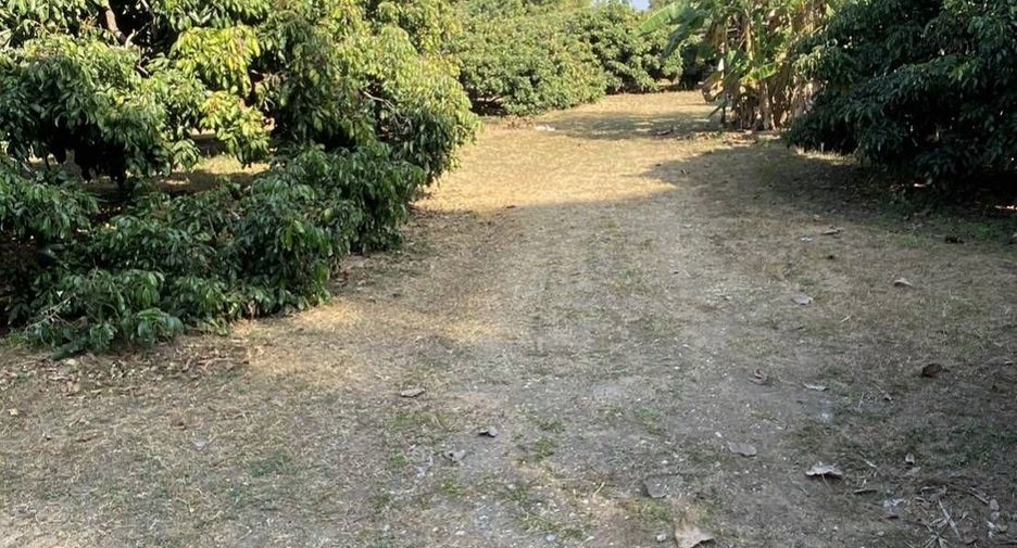 ขาย ที่ดิน ใน ป่าซาง, ลำพูน