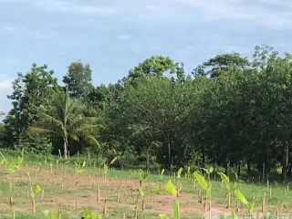 À vendre terrain à Nam Yuen, Ubon Ratchathani