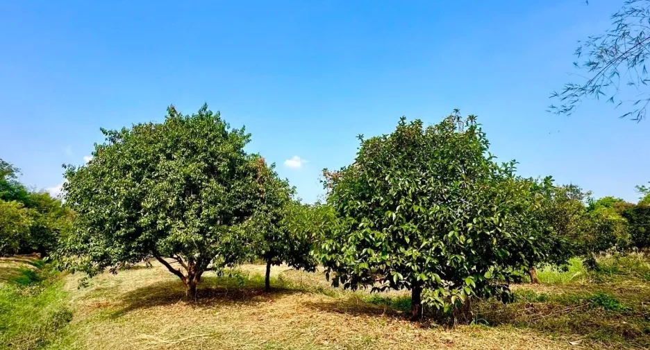 For sale land in Mueang Nakhon Nayok, Nakhon Nayok