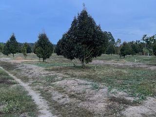 ขาย ที่ดิน ใน มะขาม, จันทบุรี