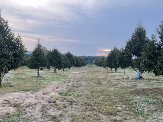 Продажа Участок в Makham, Чантхабури