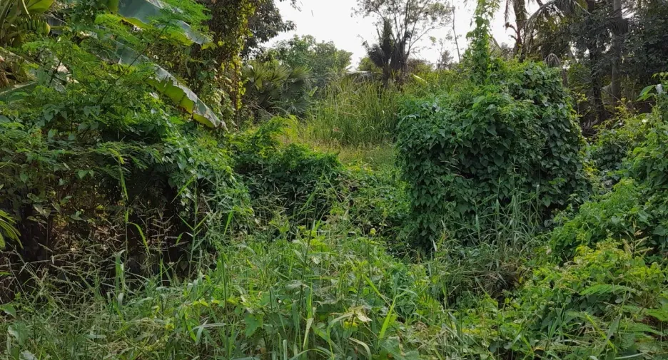Grundstück zum Kauf in Phutthamonthon, Nakhon Pathom