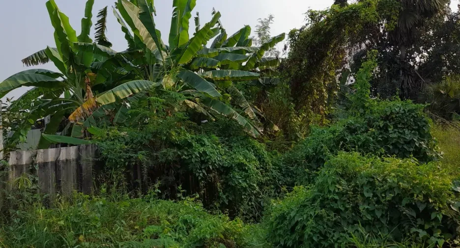 Grundstück zum Kauf in Phutthamonthon, Nakhon Pathom