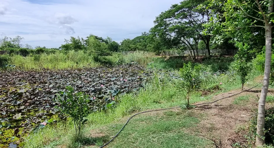 For sale land in Mueang Phichit, Phichit
