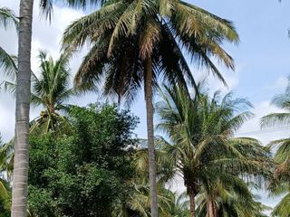 出售 土地 在 Thap Sakae, 班武里府