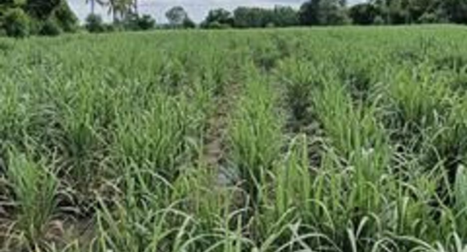 For sale land in Si Thep, Phetchabun