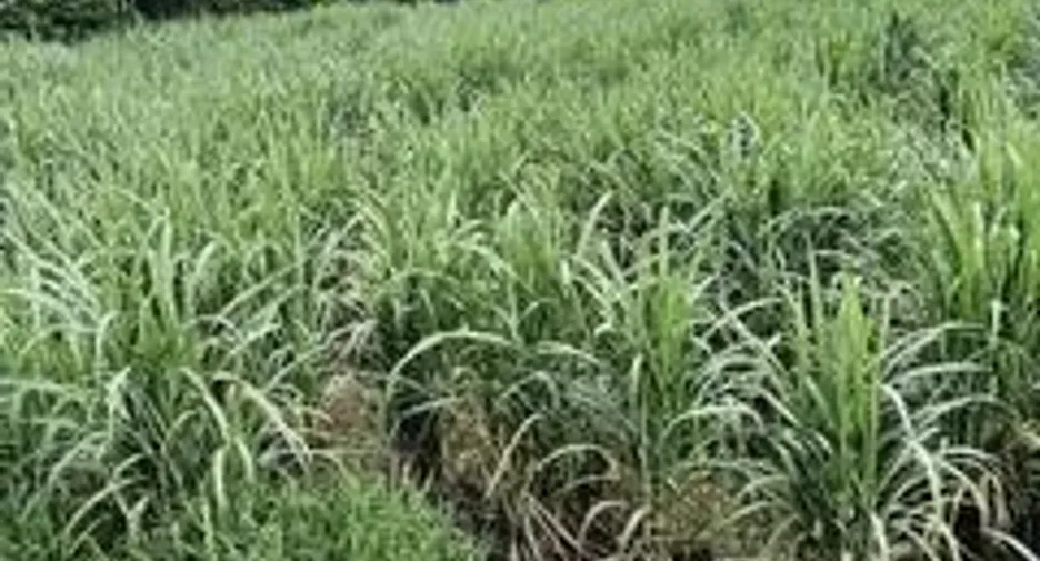 For sale land in Si Thep, Phetchabun