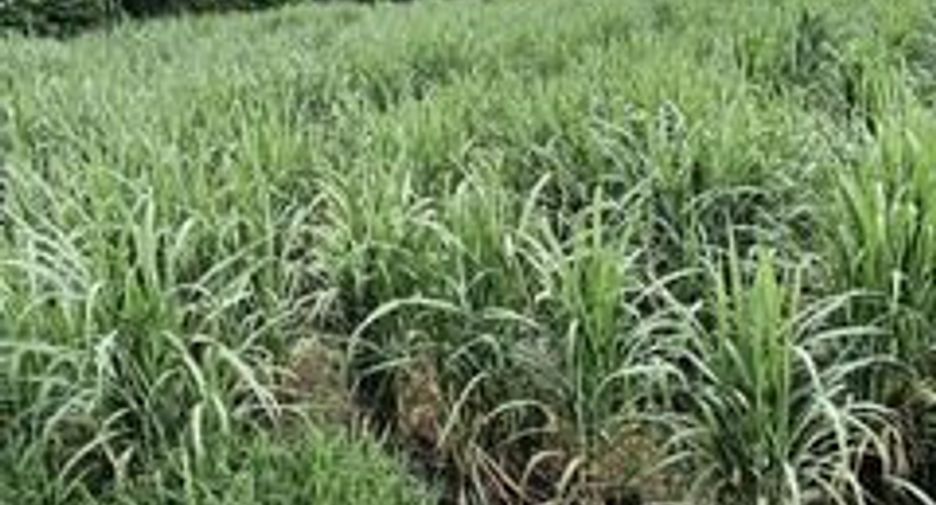 Продажа Участок в Si Thep, Phetchabun