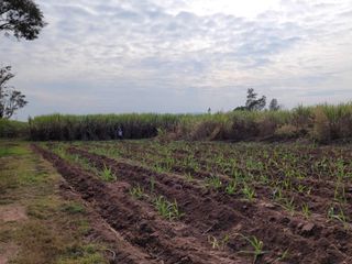 Продажа Участок в Nong Ruea, Кхонкен