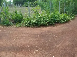 出售 土地 在 Mueang Sakon Nakhon, Sakon Nakhon