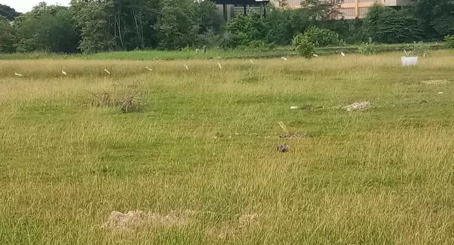 For sale land in Mueang Lop Buri, Lopburi
