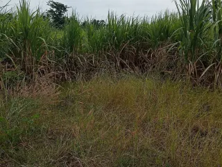 For sale land in Mueang Lop Buri, Lopburi