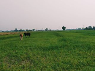 For sale land in Doem Bang Nang Buat, Suphan Buri