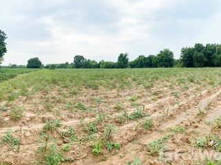 Terreno en venta en Phanat Nikhom, Chonburi