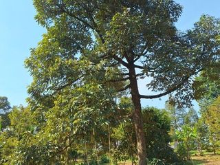 出售 土地 在 Wang Chan, Rayong