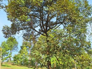 出售 土地 在 Wang Chan, Rayong