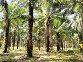 Terreno en venta en Khlong Thom, Krabi
