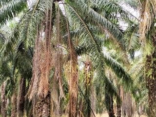 Terreno en venta en Khlong Thom, Krabi