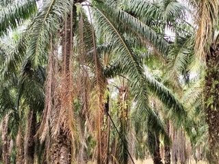 Terreno en venta en Khlong Thom, Krabi
